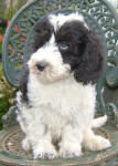 Parti Labradoodle Puppies, Black and White