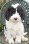 Parti Labradoodle Puppies, Black and White