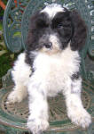 Parti Labradoodle Puppies, Black and White