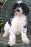 Parti Labradoodle Puppies, Black and White