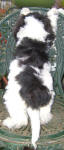 Parti Labradoodle Puppies, Black and White