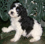 Parti Labradoodle Puppies, Black and White