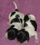 Parti Labradoodle Puppies, Black and White