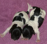 Parti Labradoodle Puppies, Black and White