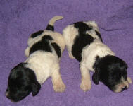 Parti Labradoodle Puppies, Black and White