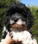 Parti Labradoodle Puppies, Black and White