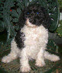 Parti Labradoodle Puppies, Black and White