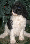 Parti Labradoodle Puppies, Black and White