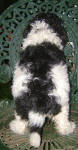 Parti Labradoodle Puppies, Black and White