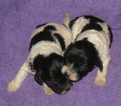 Parti Labradoodle Puppies, Black and White