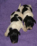 Parti Labradoodle Puppies, Black and White