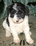 Parti Labradoodle Puppies, Black and White