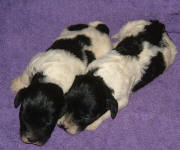 Parti Labradoodle Puppies, Black and White