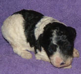 Parti Labradoodle Puppies, Black and White