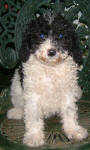 Parti Labradoodle Puppies, Black and White