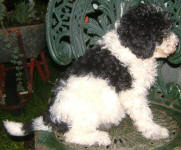 Parti Labradoodle Puppies, Black and White