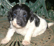 Parti Labradoodle Puppies, Black and White