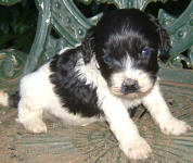 Parti Labradoodle Puppies, Black and White