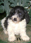 Parti Labradoodle Puppies, Black and White