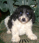 Parti Labradoodle Puppies, Black and White