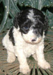 Parti Labradoodle Puppies, Black and White