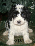 Parti Labradoodle Puppies, Black and White