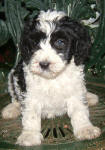 Parti Labradoodle Puppies, Black and White