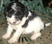 Parti Labradoodle Puppies, Black and White