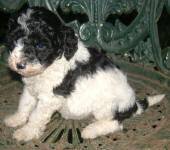 Parti Labradoodle Puppies, Black and White