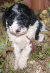 Parti Labradoodle Puppies, Black and White