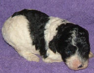 Parti Labradoodle Puppies, Black and White