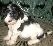 Parti Labradoodle Puppies, Black and White