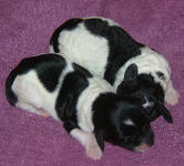 Parti Labradoodle Puppies, Black and White