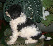 Parti Labradoodle Puppies, Black and White