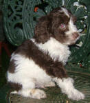 Parti Labradoodle Puppies, Chocolate and White