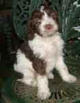 Parti Labradoodle Puppies, Chocolate and White