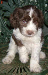 Parti Labradoodle Puppies, Chocolate and White