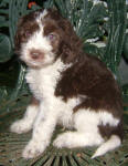 Parti Labradoodle Puppies, Chocolate and White