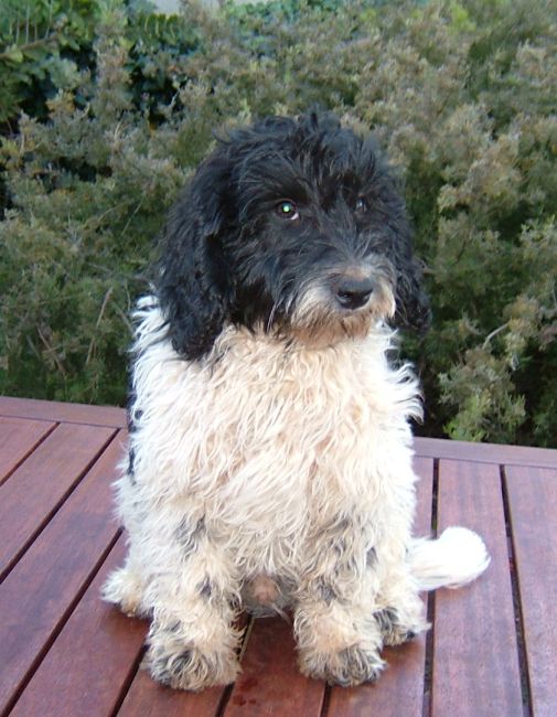 mini parti labradoodle