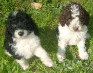 Parti Labradoodle Puppies