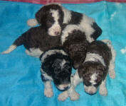 Parti Labradoodle Puppies