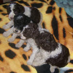 Parti Labradoodle Puppies