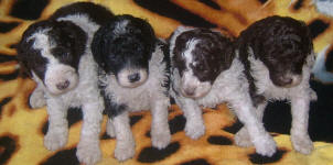 Parti Labradoodle Puppies