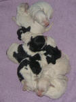 Parti Labradoodle Puppies