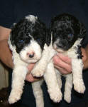 Parti Labradoodle Puppies