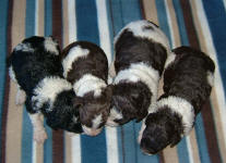 Parti Labradoodle Puppies