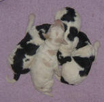 Parti Labradoodle Puppies