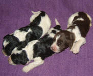 Parti Labradoodle Puppies