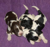 Parti Labradoodle Puppies