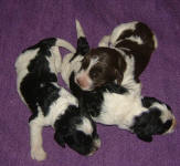 Parti Labradoodle Puppies